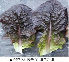 진미적치마