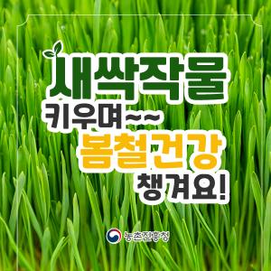 새싹작물 <새싹보리-새싹밀-새싹귀리> 효능과 기르는 방법