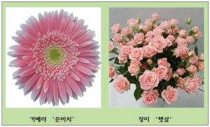김해꽃축제에서 ‘햇살’, ‘디그니티’ 등 우수한 자태 뽐내
