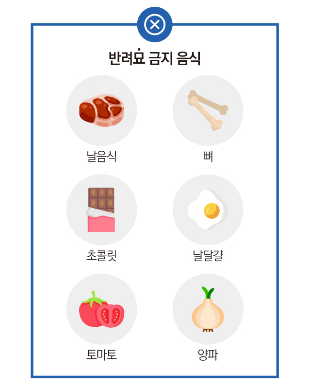 반려묘 금지 음식 : 날음식, 뼈, 초콜릿, 날달걀, 토마토, 양파