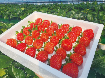 수확한 딸기