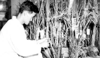 1962. 벼 재배시험