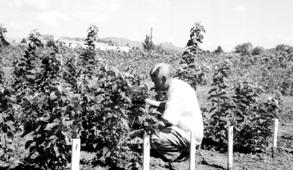 1963. 뽕 품종 재배 시범호