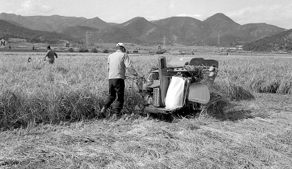 1970. 벼 기계 수확