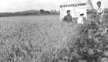 1972.‌통일쌀 집단재배(충남)