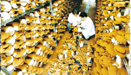 1990. 영지버섯 대량재배기술 보급