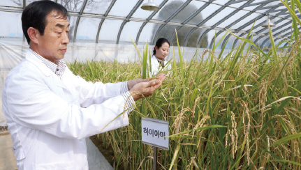 2013. 하이아미 고품질 쌀 개발