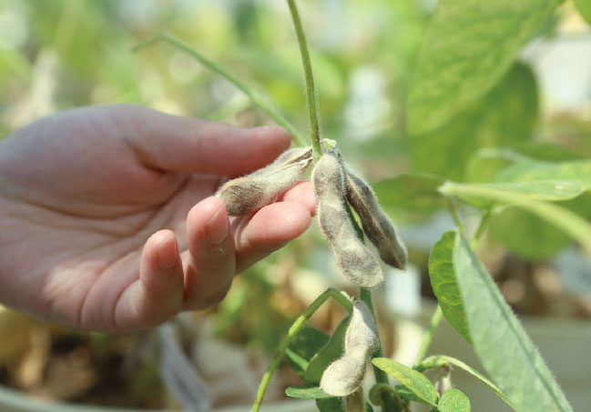 시범재배 중인 콩 품종