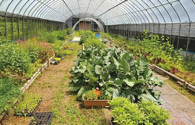 직접 재배하는 채소가 있는 비닐하우스