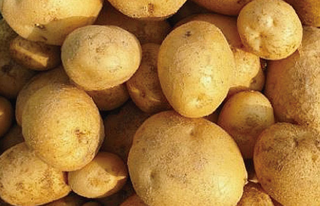 직접 수확한 감자