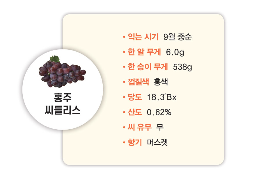 홍주 씨들리스 익는 시기 9월 중순 한 알 무게 6.0g 한 송이 무게 538g 껍질색 홍색 당도 18.3°Bx 산도 0.62% 씨 유무 무 향기 머스켓