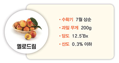 옐로드림 수확기 7월 상순 과일 무게 200g 당도 12.5°Bx 산도 0.3% 이하