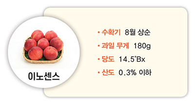 이노센스 수확기 8월 상순 과일 무게 180g 당도 14.5°Bx 산도 0.3% 이하