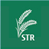 Salt-Tolerant Rice