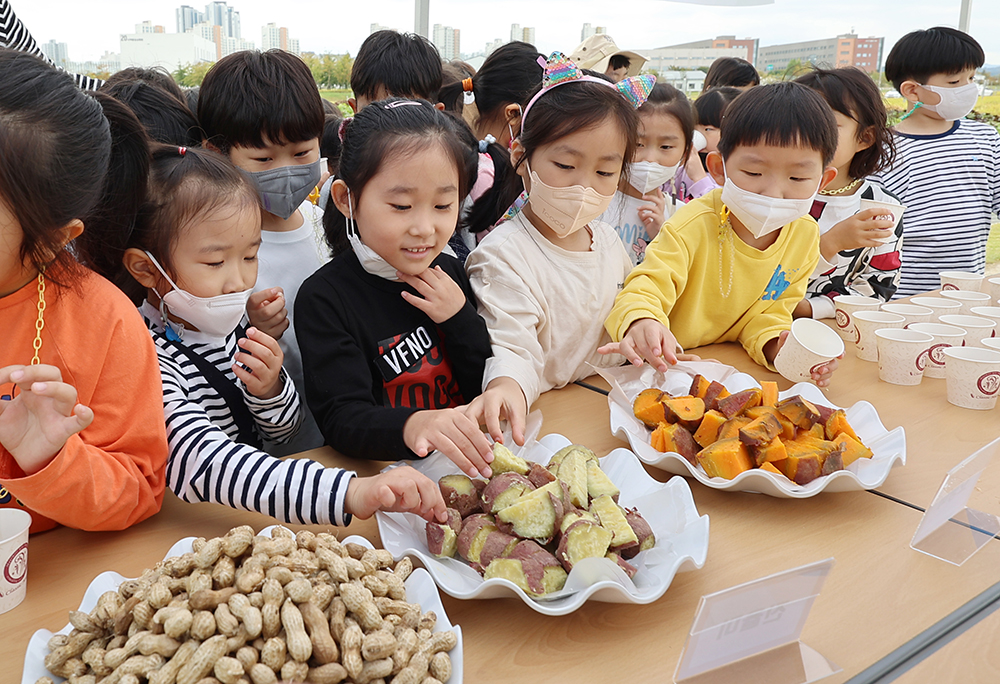 농촌진흥청은 고구마ㆍ땅콩 수확철을 맞아 5일 국립식량과학원에서 '어린이 고구마ㆍ땅콩 수확 체험행사'를 진행했다.