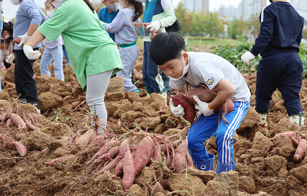 농촌진흥청은 고구마ㆍ땅콩 수확철을 맞아 5일 국립식량과학원에서 '어린이 고구마ㆍ땅콩 수확 체험행사'를 진행했다.