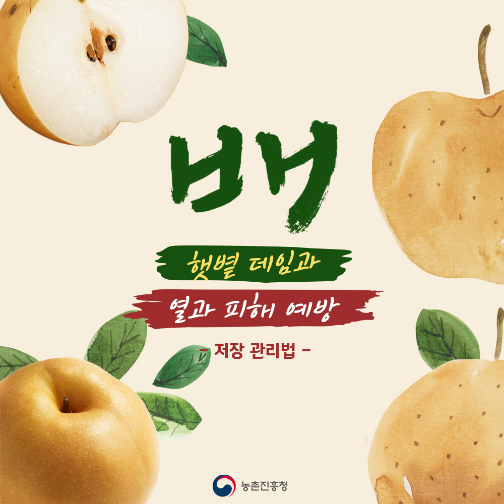 배 햇볕 데임과 열과 피해 예방 - 저장 관리법 - [농촌진흥청]