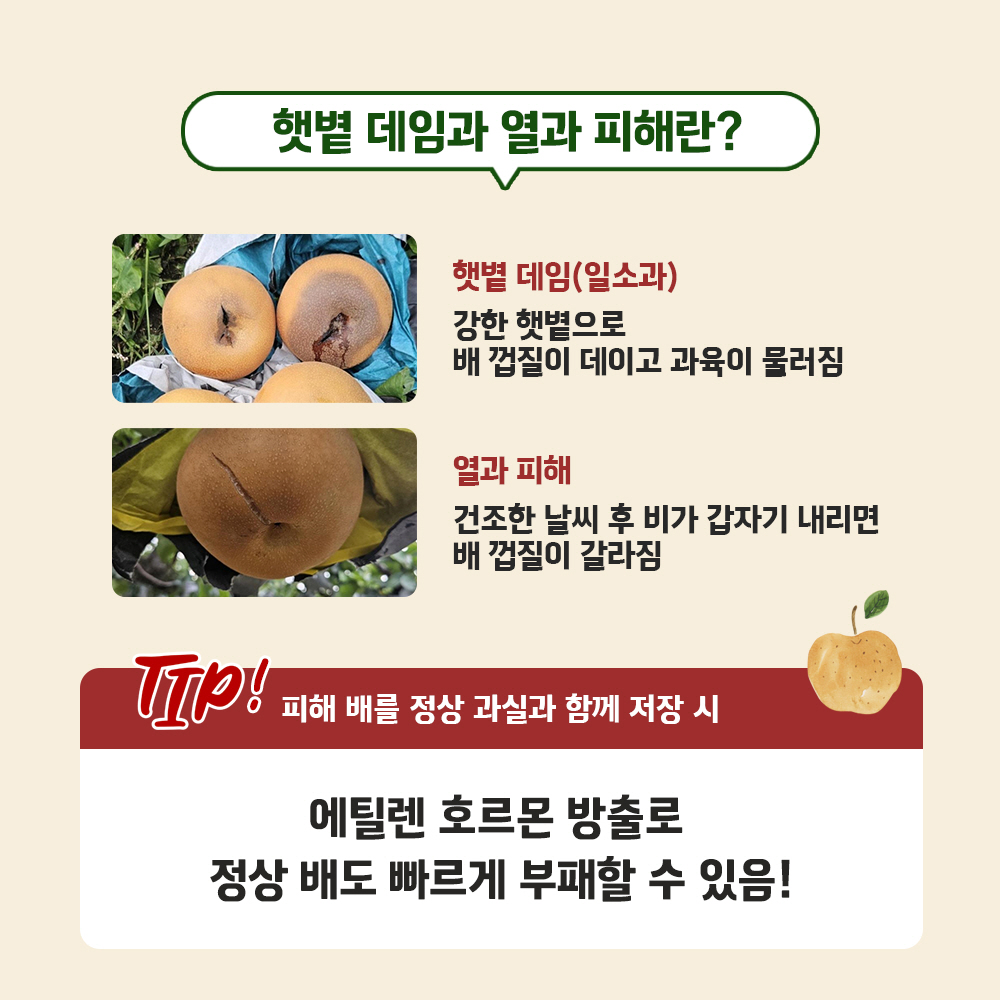 햇볕 데임과 열과 피해란? [햇볕 데임 배 사진, 햇볕 데임(일소과) - 강한 햇볕으로 배 껍질이 데이고 과육이 물러짐],  [열과 피해 배 사진, 열과 피해 건조한 날씨 후 비가 갑자기 내리면 배 껍질이 갈라짐], [TIP! 피해 배를 정상 과실과 함께 저장 시 에틸렌 호르몬 방출로 정상 배도 빠르게 부패할 수 있음!]