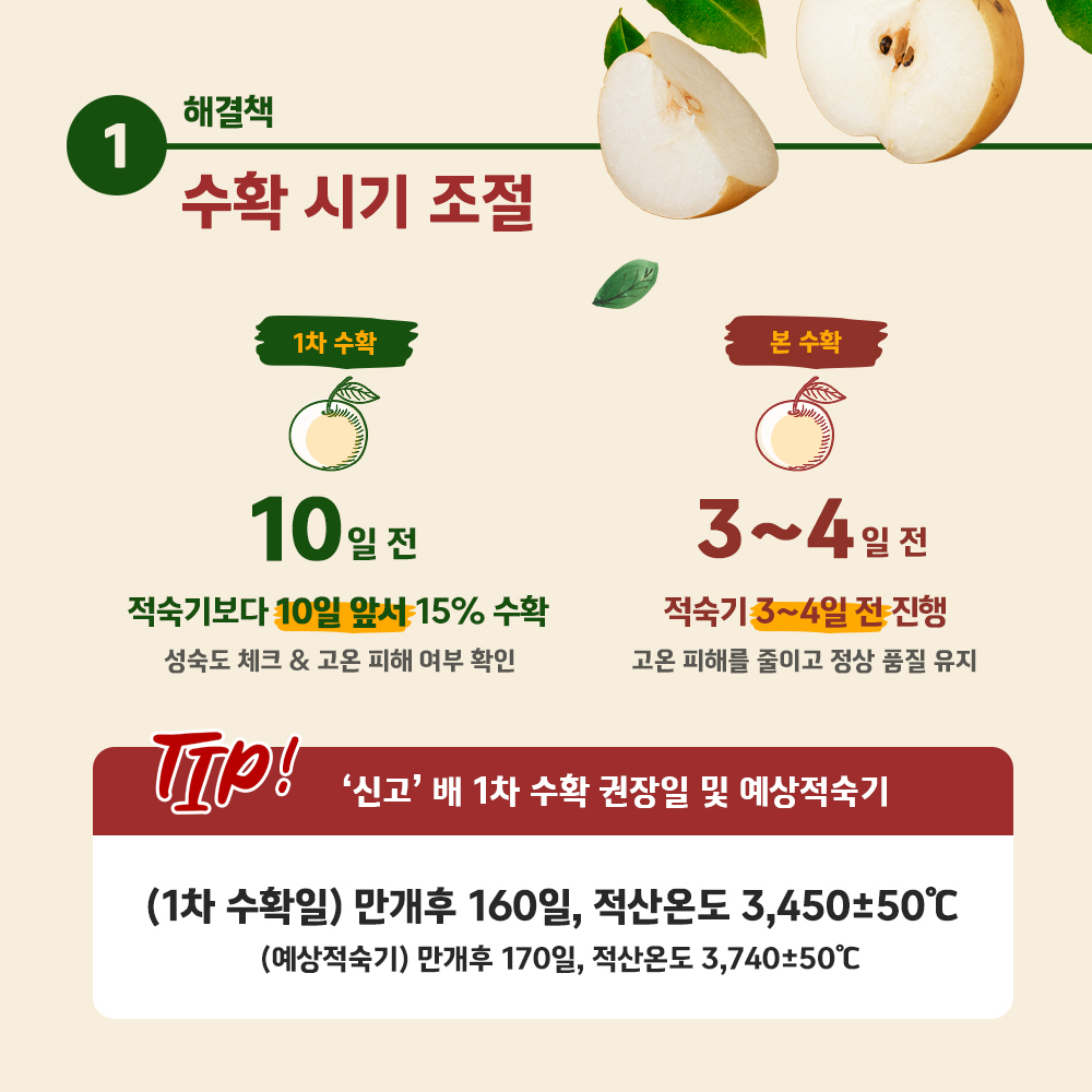 해결책 1) 수확 시기 조절 [1차 수확 - 10일전, 적숙기보다 10일 앞서 15% 수확, 성숙도 체크 & 고온 피해 여부 확인] ,  [본 수확 - 3~4일전, 적숙기 3~4일 전 진행, 고온피해를 줄이고 정상 품질 유지], [TIP! ‘신고’ 배 1차 수확 권장일 및 예상적숙기 - (1차 수확일) 만개후 160일, 적산온도 3,450±50°C, (예상적숙기) 만개후 170일, 적산온도 3,740±50°C] 4 - 해결책 2) 수확 후 예건(건조) [예건이란? - 배 표면의 작은 상처가 아물도록 예비 건조하는 과정 - 예건이 부족하면 저장 중 배 껍질이 검게 변하거나 얼룩짐], [TIP! 플라스틱 컨테이너에 배를 넣고, 그늘지고 통풍이 잘 되는 장소에서 5~7일 예건]
