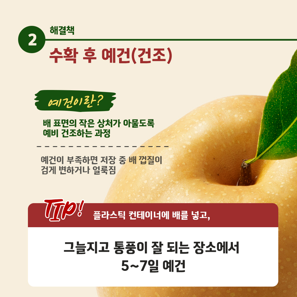 해결책 2) 수확 후 예건(건조) [예건이란? - 배 표면의 작은 상처가 아물도록 예비 건조하는 과정 - 예건이 부족하면 저장 중 배 껍질이 검게 변하거나 얼룩짐], [TIP! 플라스틱 컨테이너에 배를 넣고, 그늘지고 통풍이 잘 되는 장소에서 5~7일 예건]