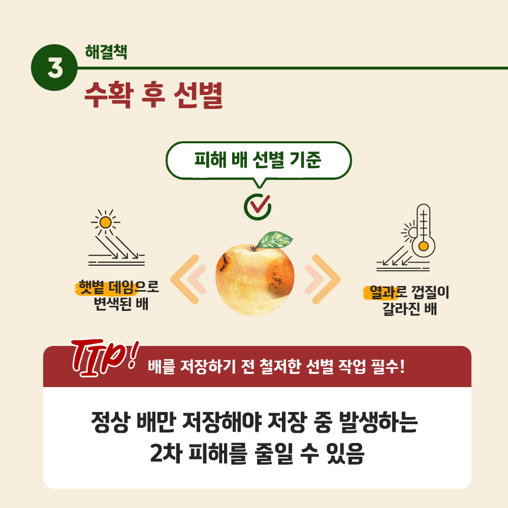 해결책 3) 수확 후 선별 - [피해 배선별 기준 - 햇볕 데임으로 변색된 배, 열과로 껍질이 갈라진 배], [TIP! 배를 저장하기 전 철저한 선별 작업 필수! -정상 배만 저장해야 저장 중 발생하는 2차 피해를 줄일 수 있음]