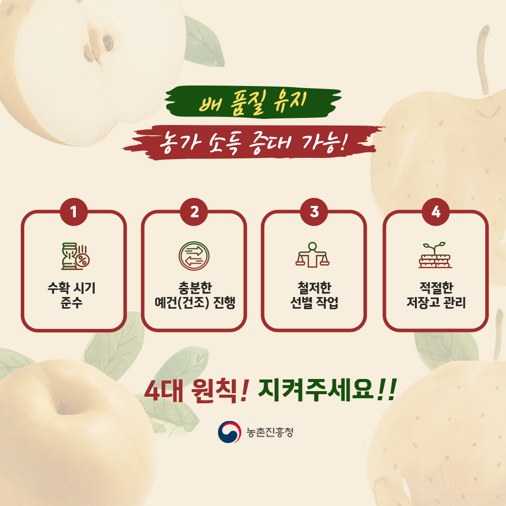 배 품질 유지 농가 소득 증대 가능! [ 1 수확 시기 준수, 2 충분한 예건(건조) 진행, 3 철저한 선별 작업, 4 적절한 저장고 관리 - 4대 원칙! 지켜주세요!!], [농촌진흥청]
