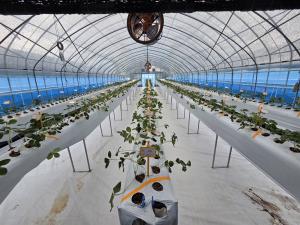 고경도 딸기 육종 분자마커 개발 착수