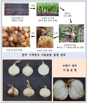 양파 시들음병, 모종 단계부터 대비하세요!