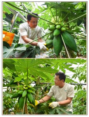 진주 대곡면, 채소용 파파야 수확 한창