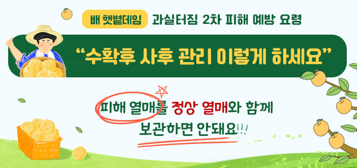 배 햇볕데임, 과실터짐 2차 피해 예방 요령“수확후 사후 관리 이렇게 하세요” 피해 열매를 정상 열매와 함께 보관하면 안돼요!