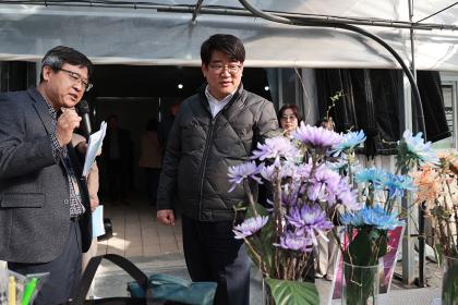 국내육성 국화 '백강' 재배 현장 점검