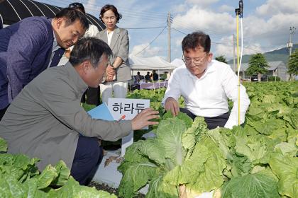 준고랭지 여름배추 재배지 현장 점검