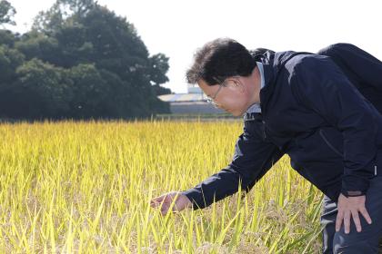 벼 수확 및 수확후관리 상황 점검