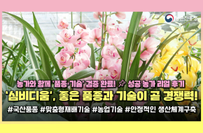 '심비디움' 이렇게 키우면 꽃길 예약! 💐농가도 인정한 품종·기술.zip 