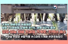 기계화 재배모형 적용하면 양파10아르당 노동력 87%, 비용 82%줄어 양파·마늘 재배 전과정 기계로, “인력난 해소” #마늘#양파#밭작물#스마트기계화#여성농업인