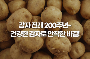 감자 전래 200주년~ 건강한 감자로 안착한 비결!