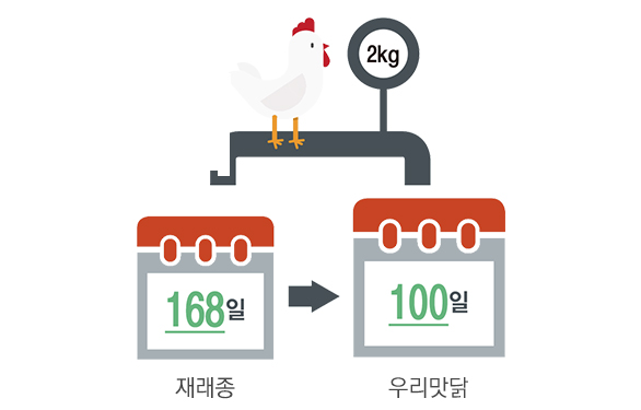 재래종 168일 → 우리맛닭 100일