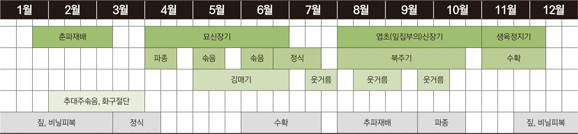 봄 파종 재배는 3월 중순에서 4월 초 정도가 알맞은 시기이며 남부의 해안 지방을 제외한 모든 지역의 경우 4월 하순까지 기온의 변화폭이 크고 낮게 떨어짐으로 보온 위주로 터널을 씌워 모종을 키워야 한다. 가을 파종 재배는 대개 8월 하순에서 9월 초를 파종적기로 보고 이보다 늦으면 어린 묘의 한해 피해 우려가 있다.