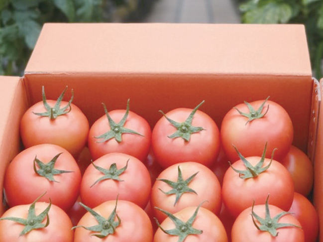 수확한 토마토